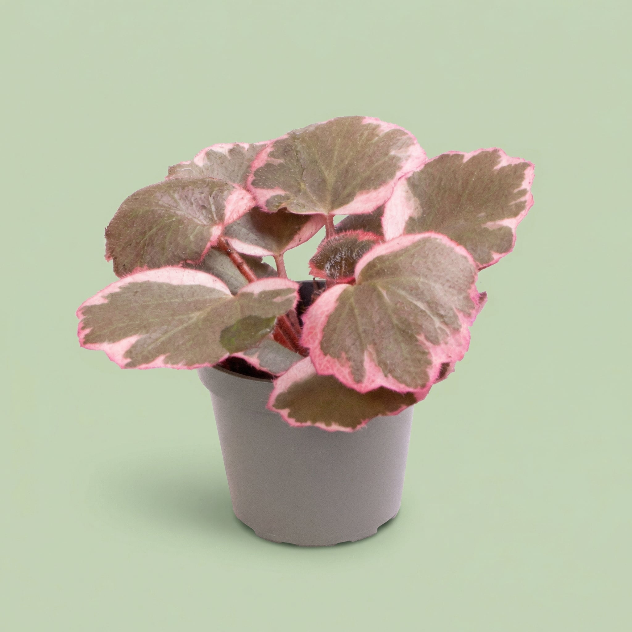 Saxifraga Variegata XS - plants