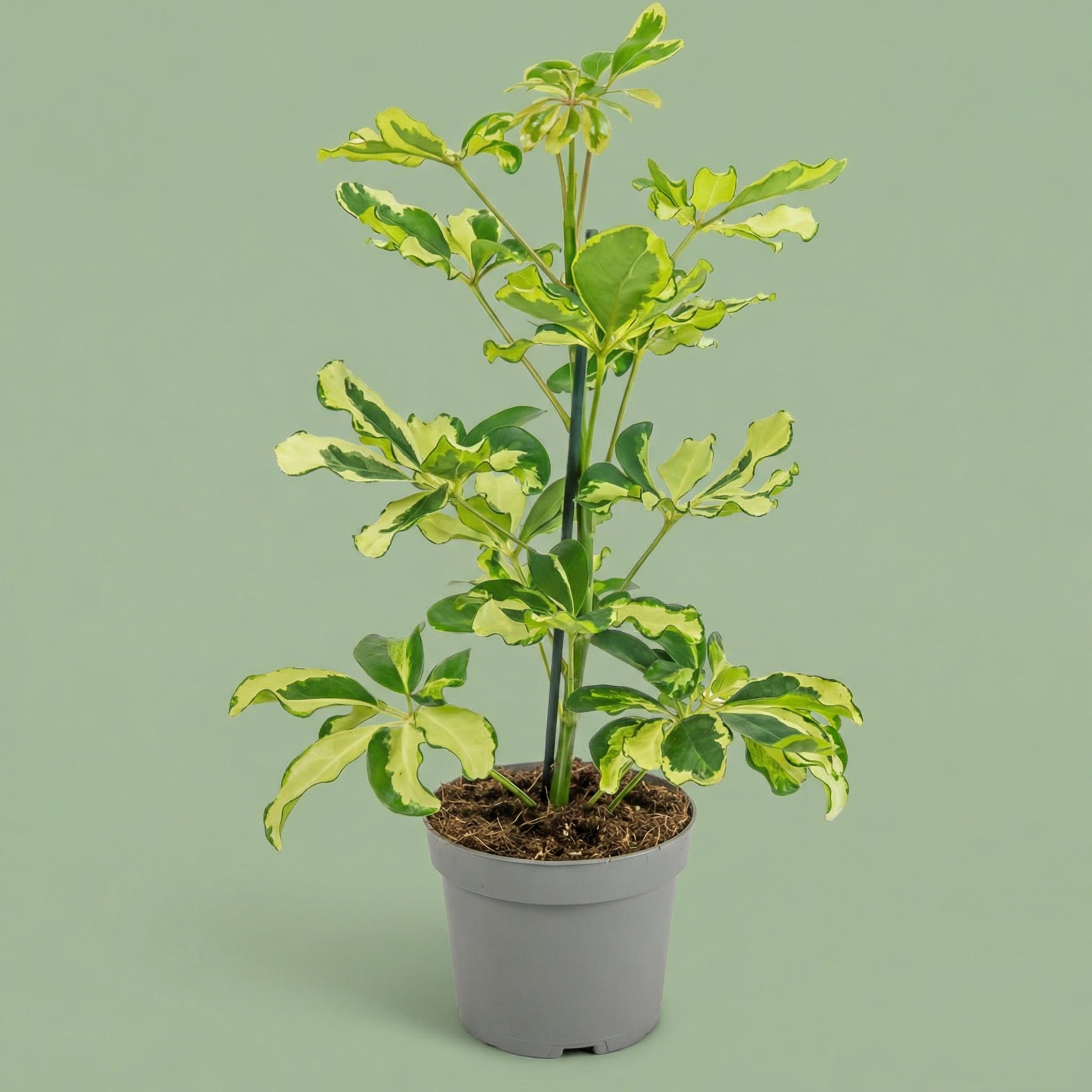 Schefflera Charlotte M - plants