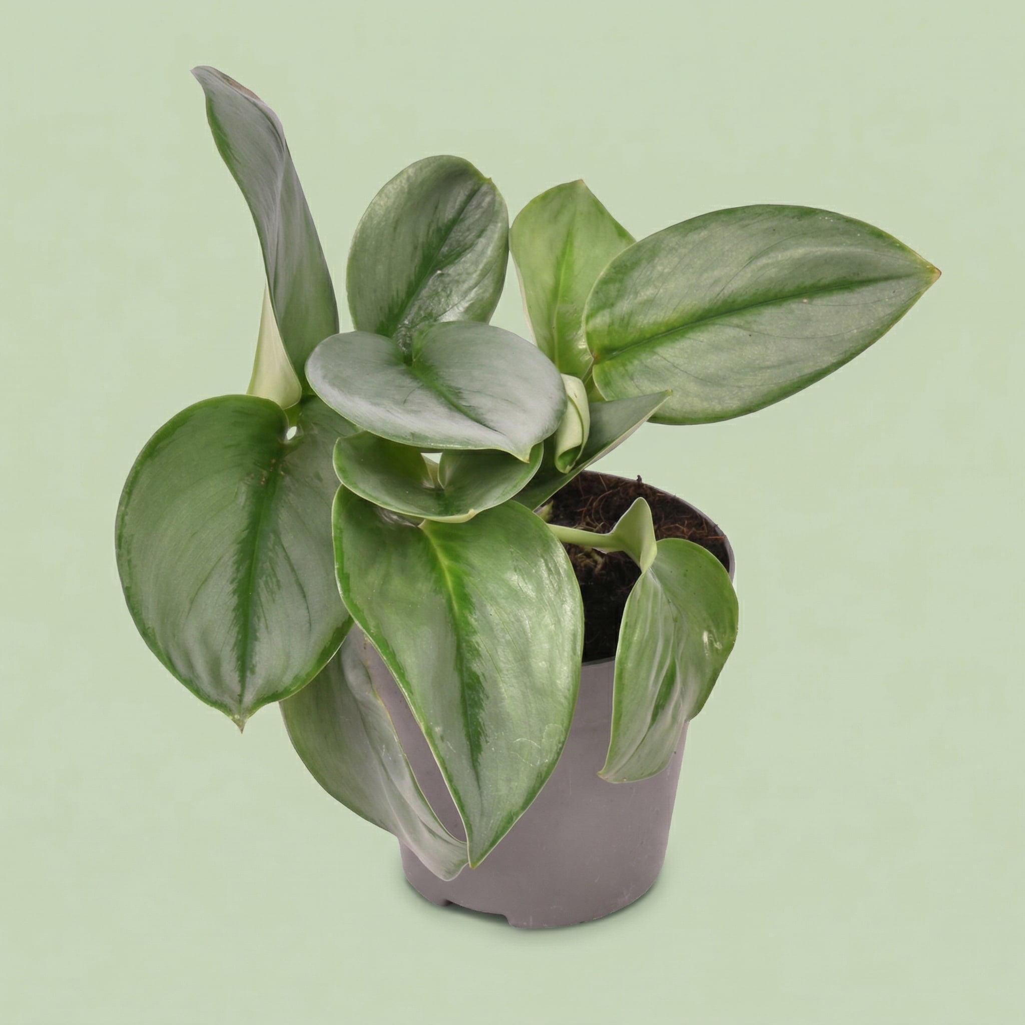 Scindapsus 'Treubii' Moonlight M - plants