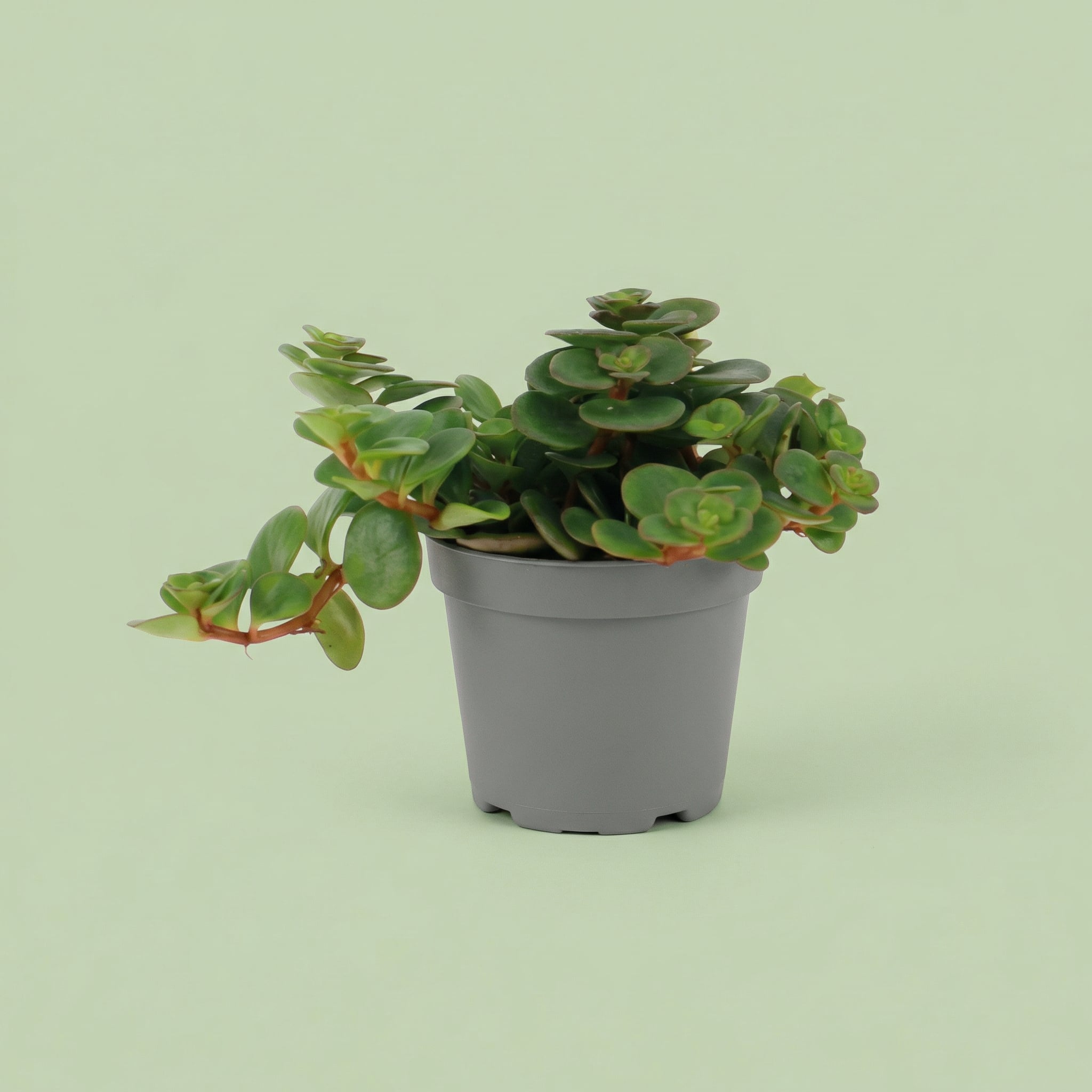 Sedum Tornado XS - plants