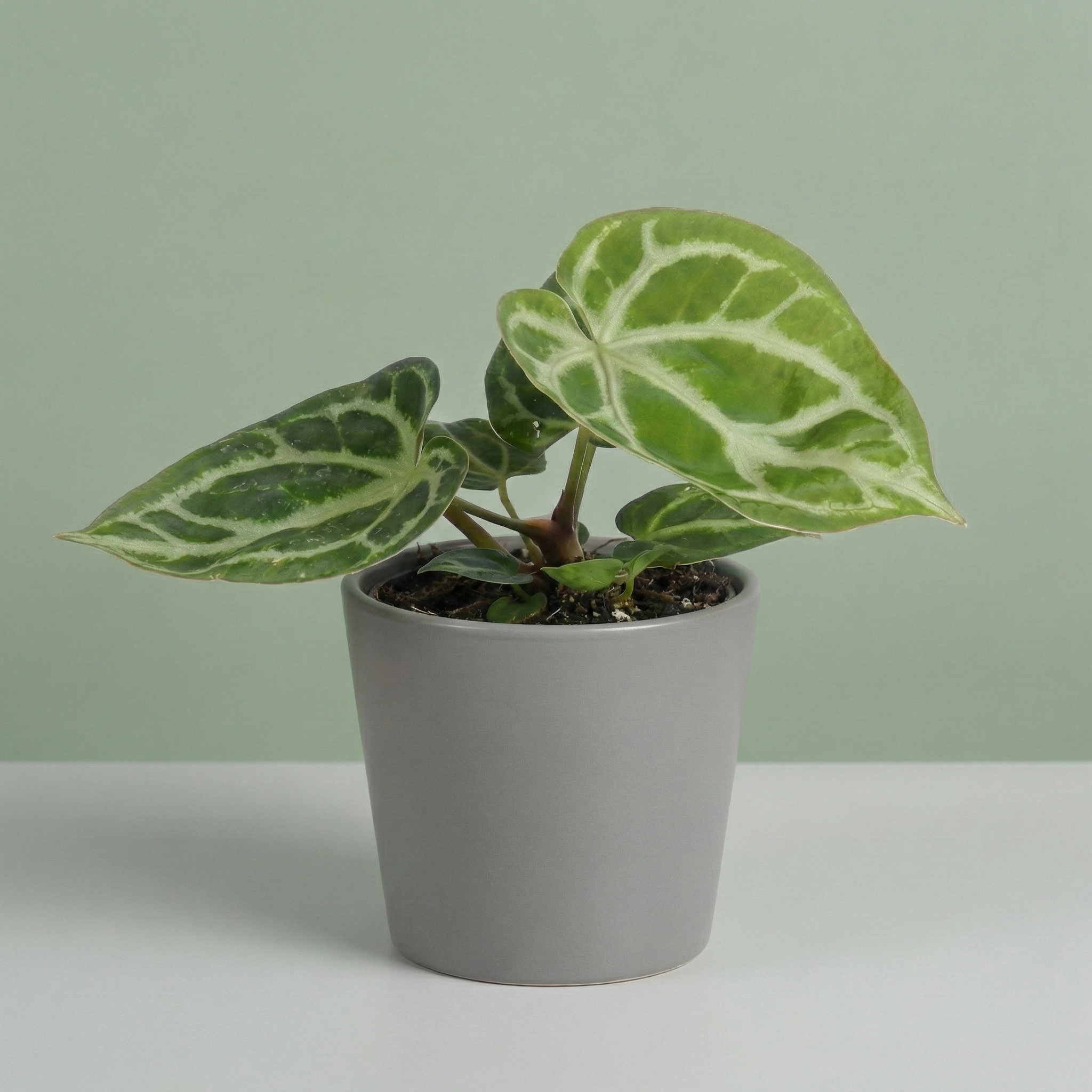 Anthurium Silver Blush