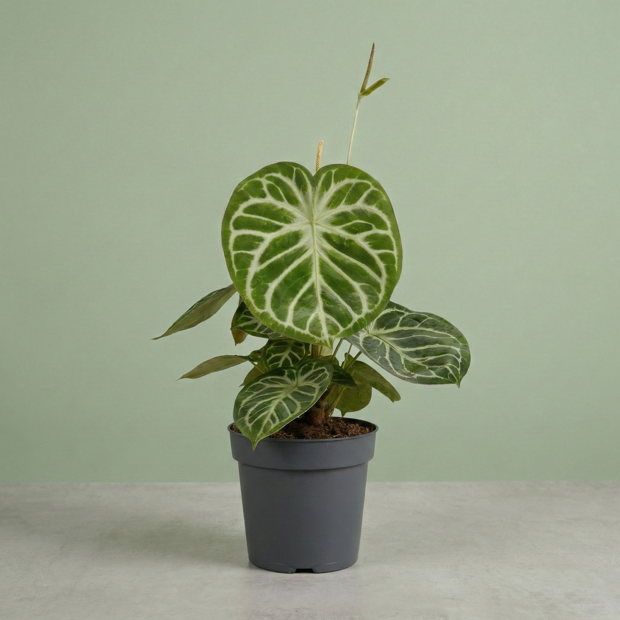 Anthurium Silver Blush