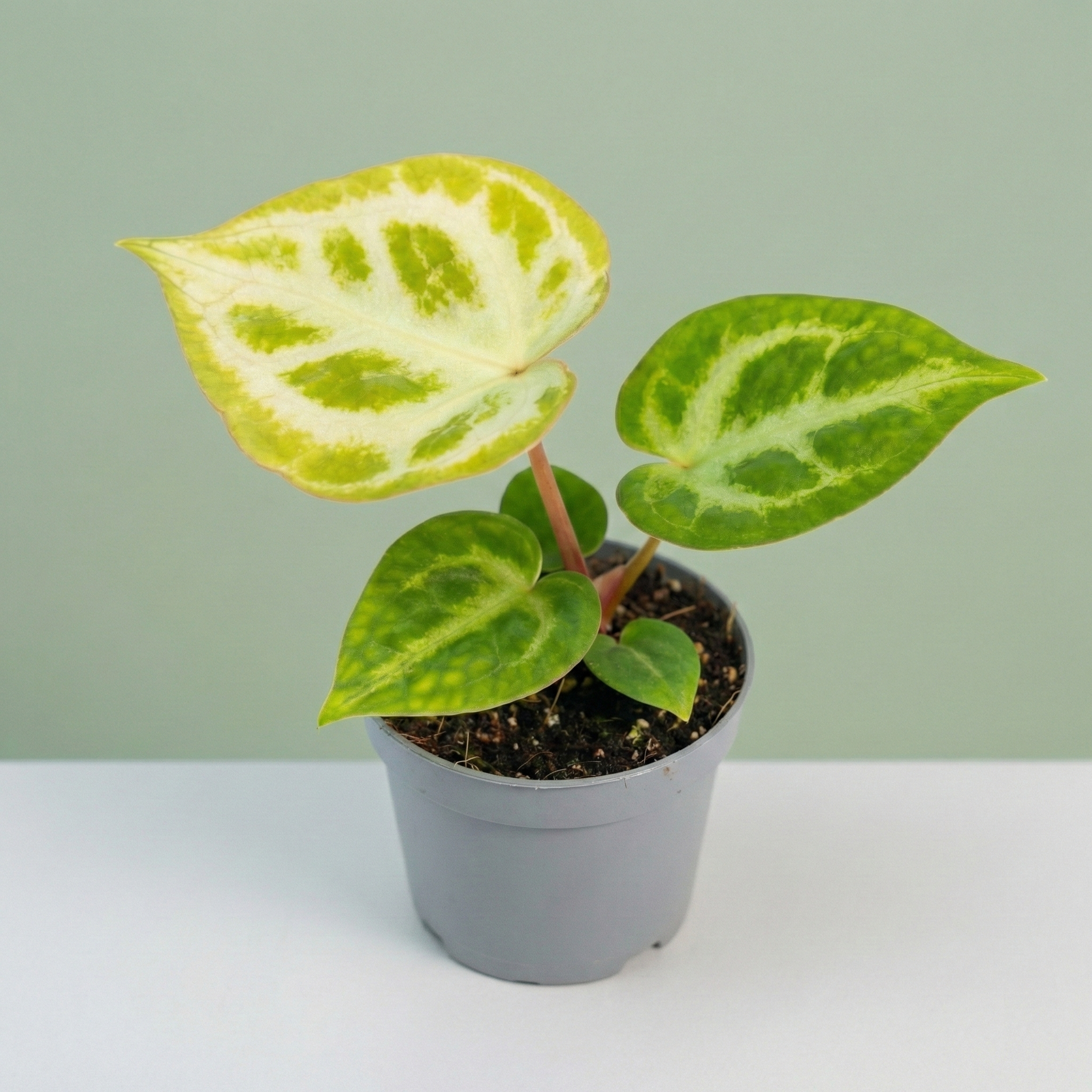 Anthurium Silver Blush