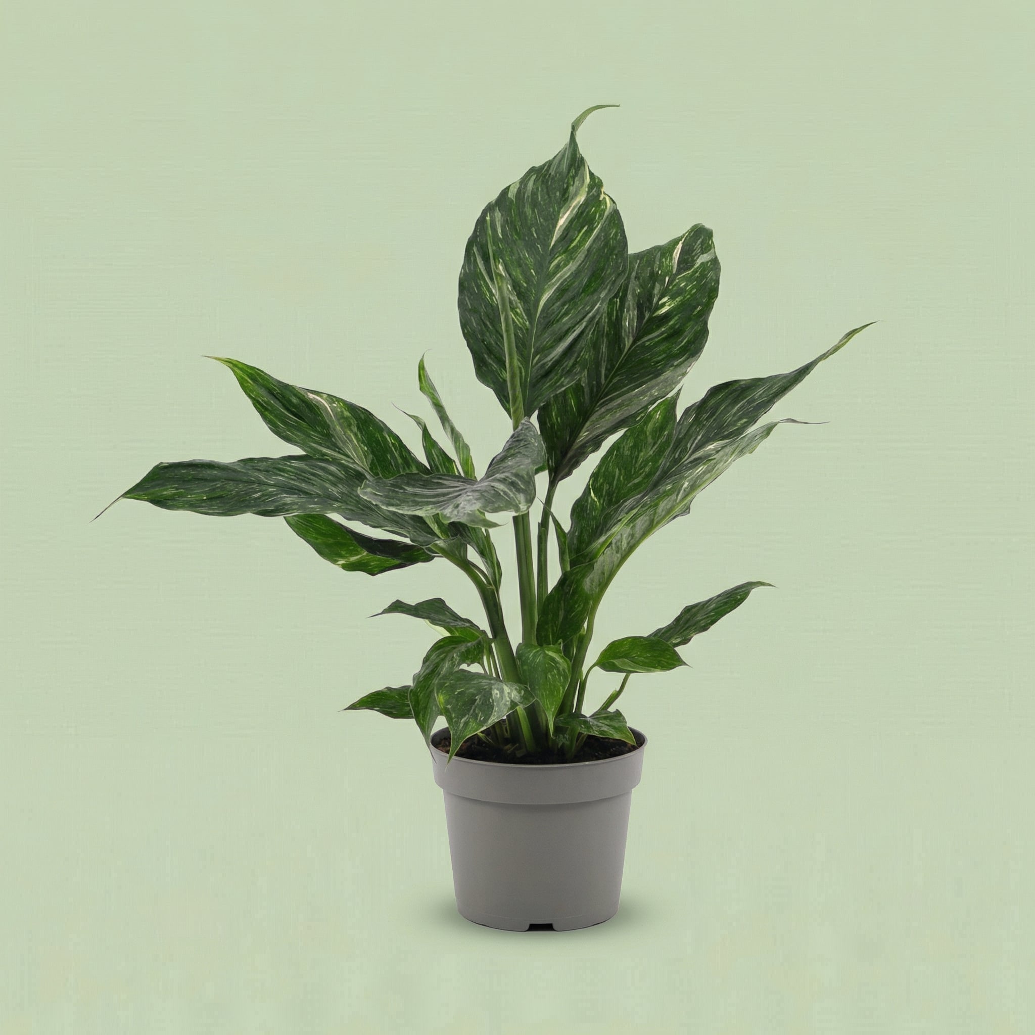 Spathiphyllum Diamond M - plants