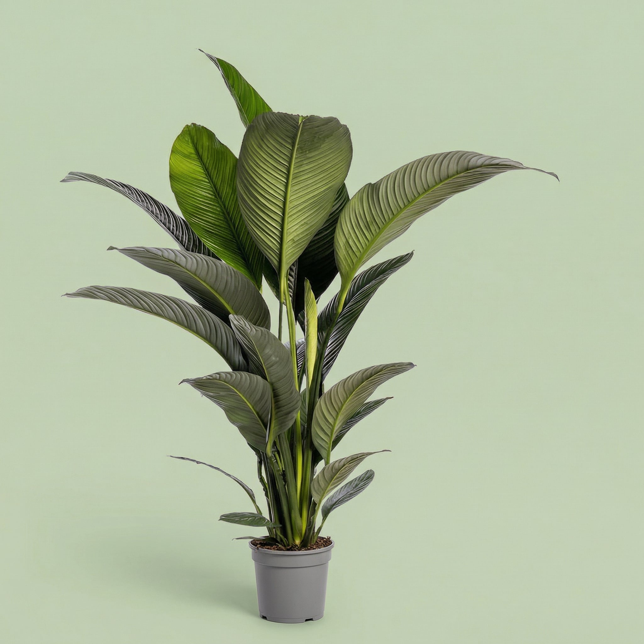 Spathiphyllum Sensation XXL - plants