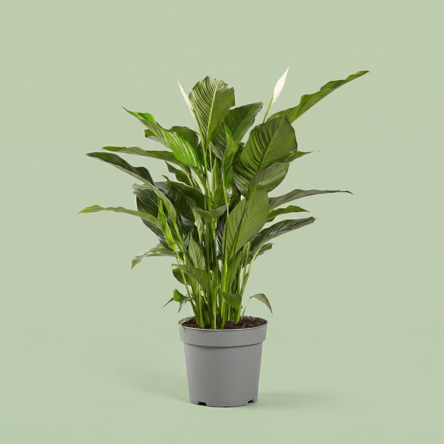 Spathiphyllum 'Sweet Lauretta' XL - plants