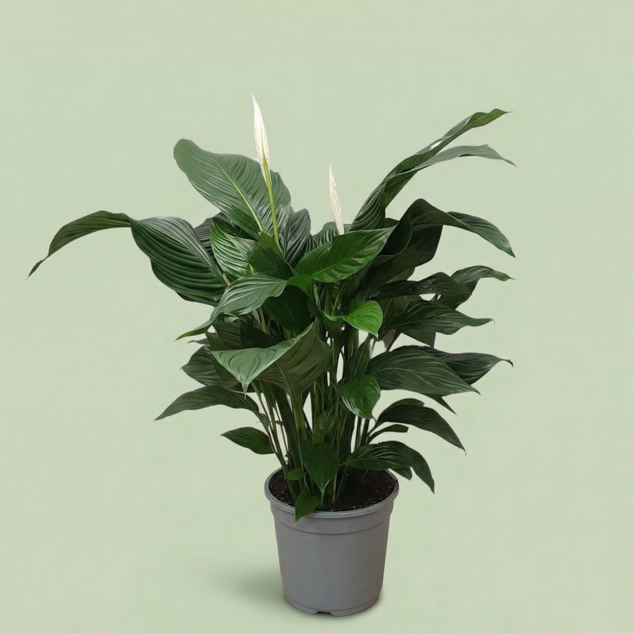 Spathiphyllum Sweet Silvana XL - plants
