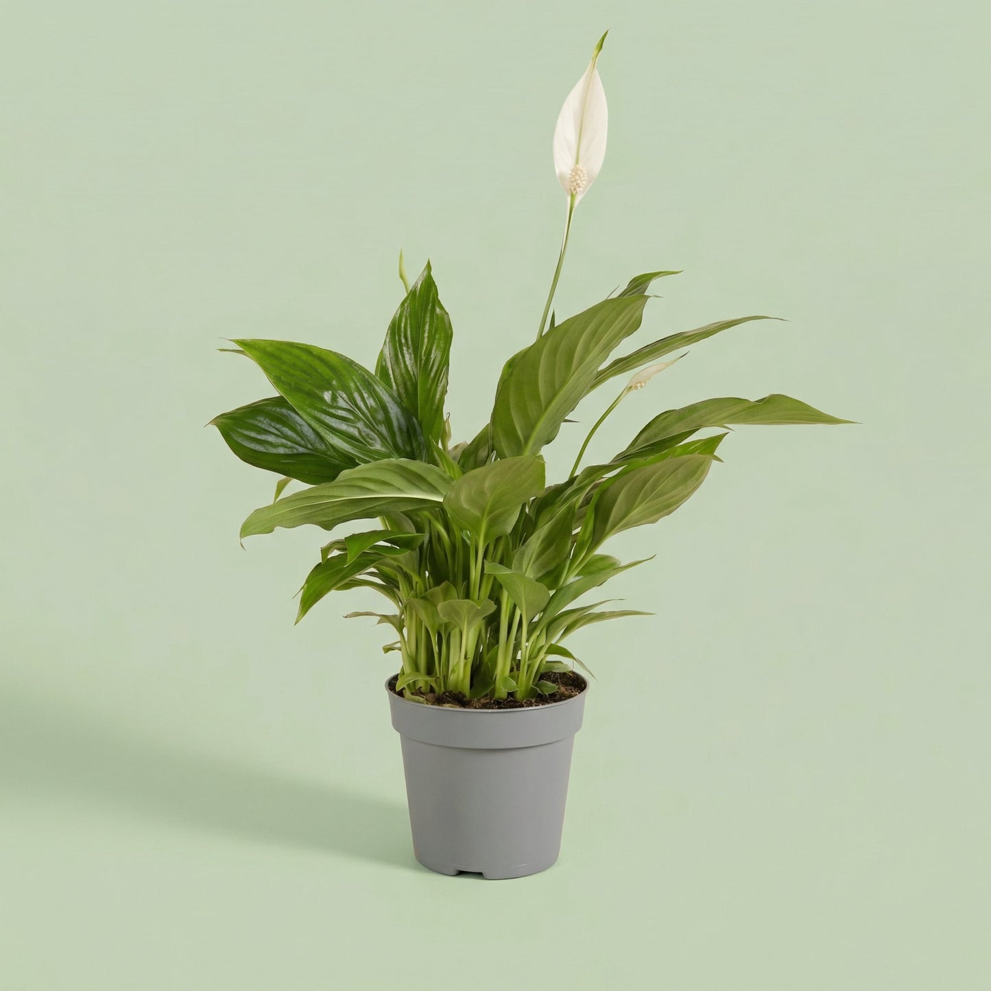 Spathiphyllum Torelli M - plants