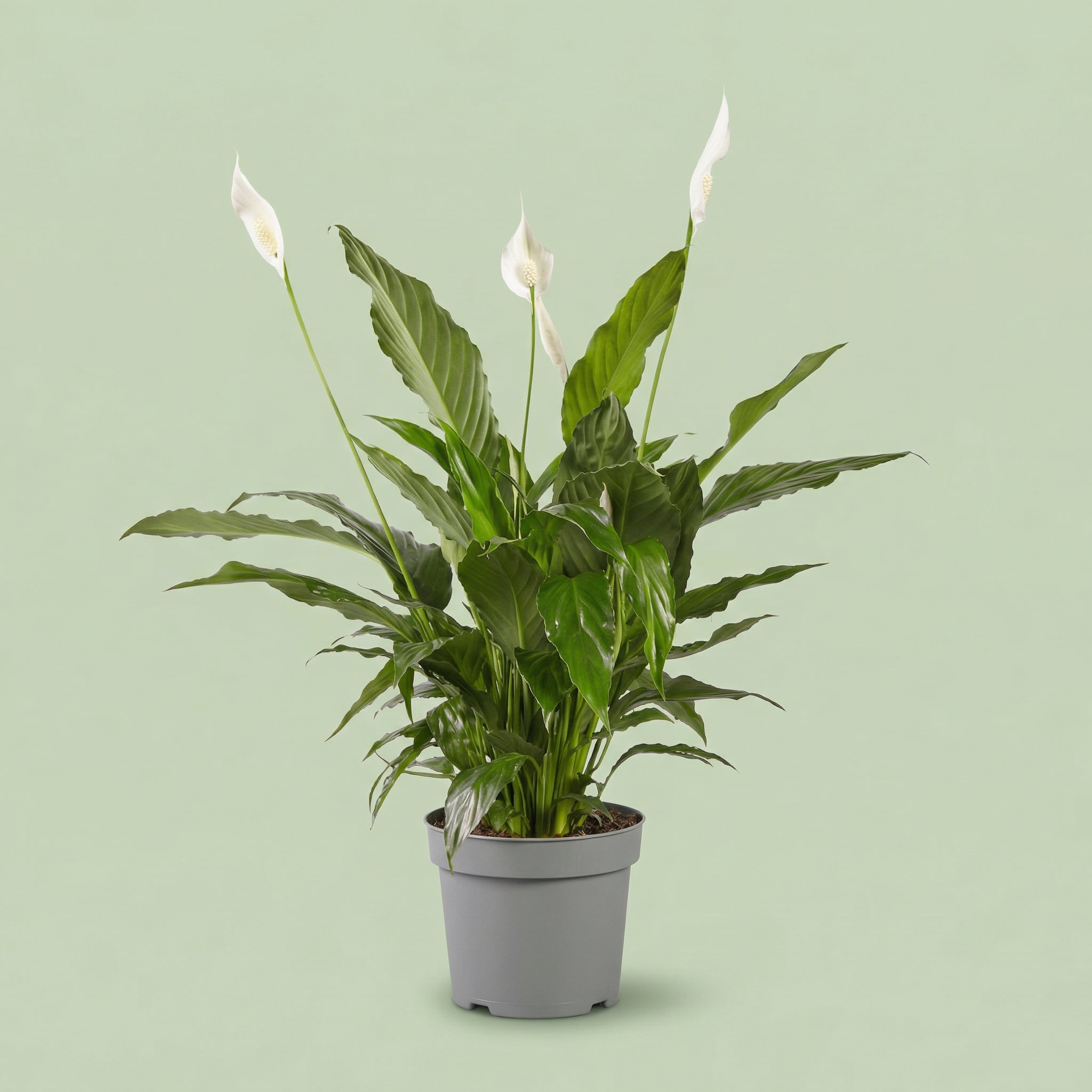Spathiphyllum Vivaldi L - plants