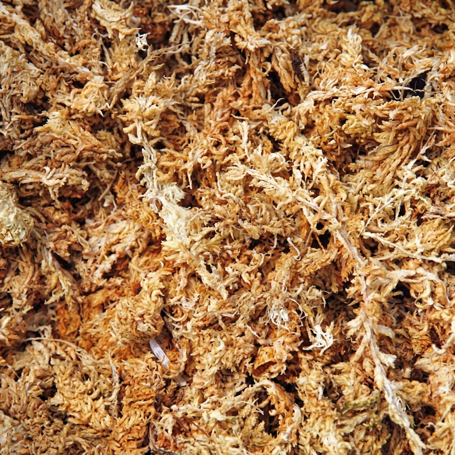 Sphagnum Moss 1L - substrate