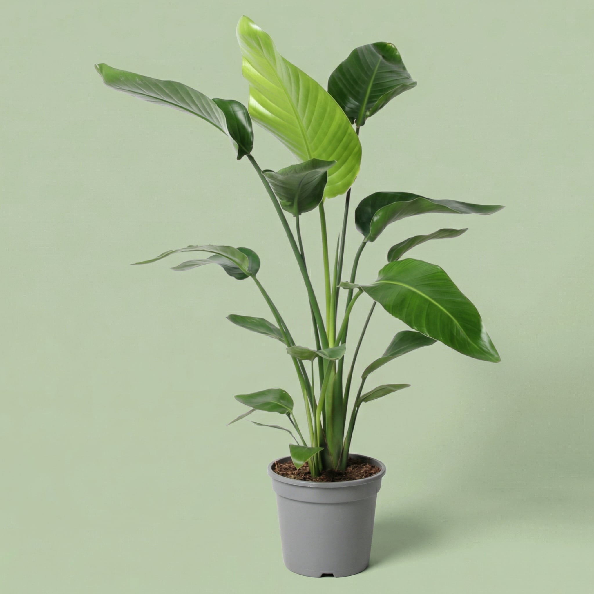 Strelitzia Nicolai XL - plants