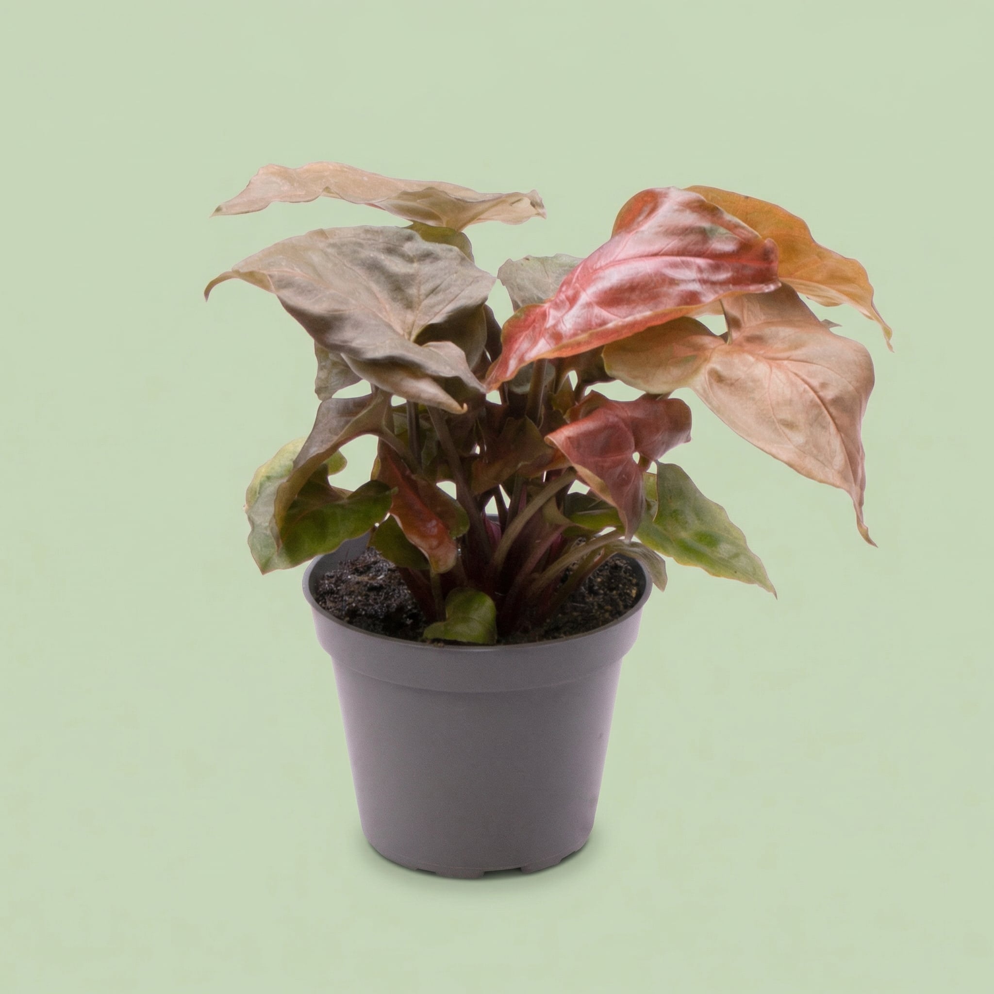 Syngonium Maria XS - plants