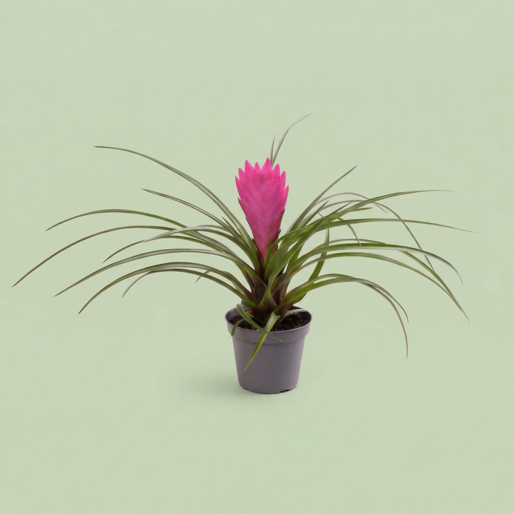 Tillandsia Cyanea XS - plants