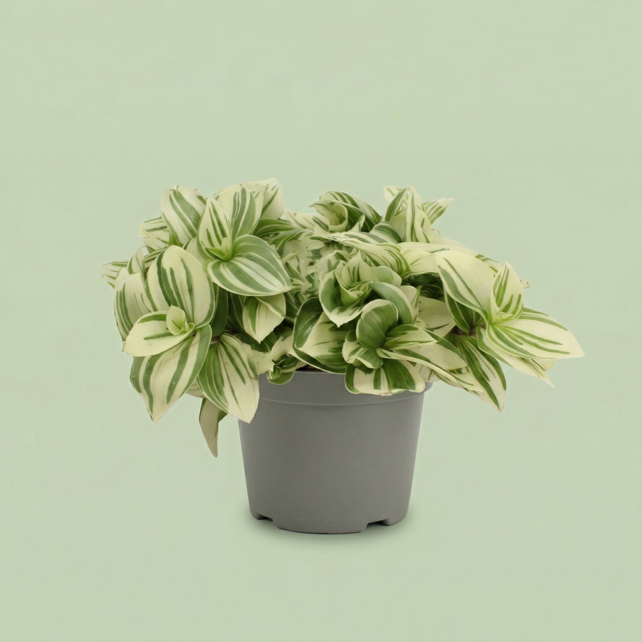 Tradescantia Brightness M - plants