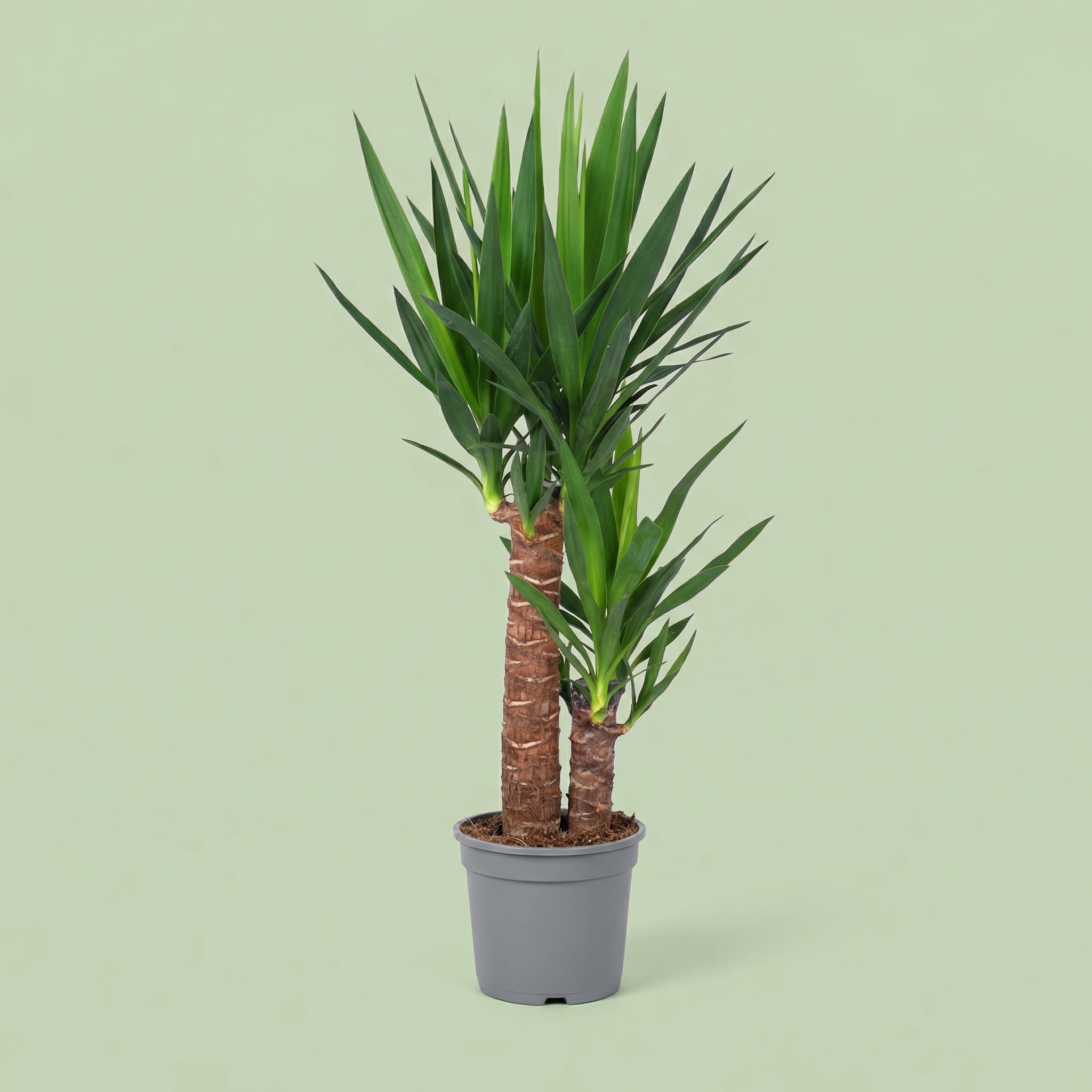 Yucca Elephantipes L - plants