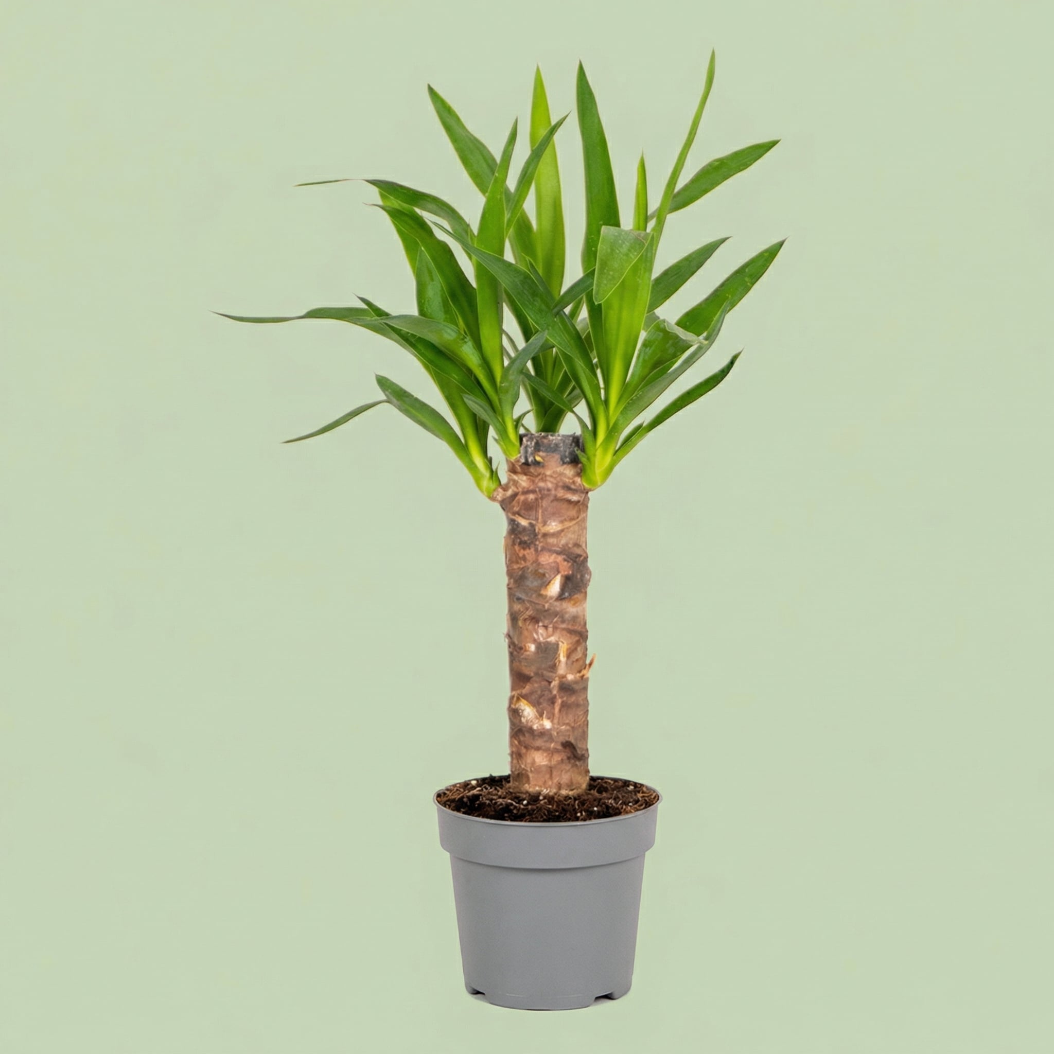 Yucca Elephantipes M - plants