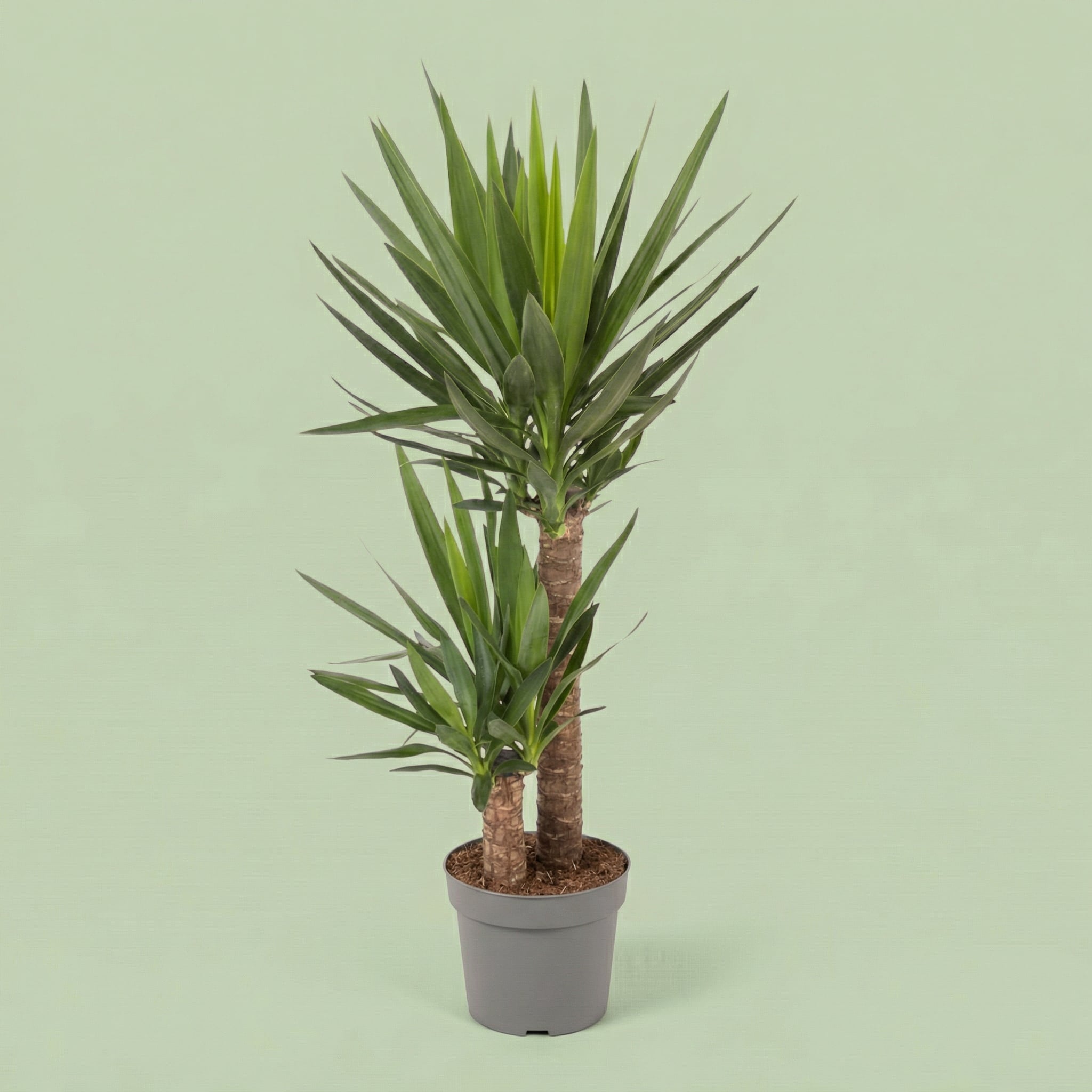 Yucca Elephantipes XL - plants