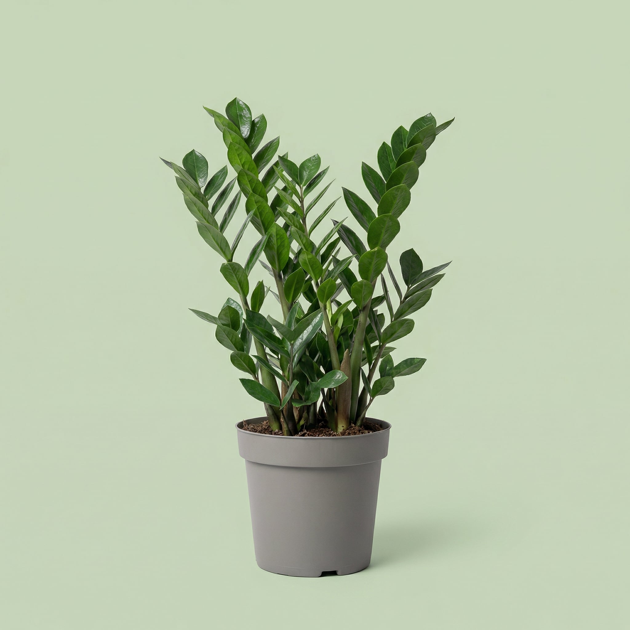 Zamioculcas Zamiifolia XL - plants